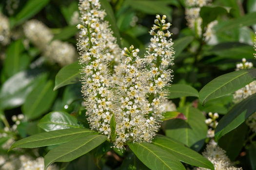 Laurier struiken 'Prunus'