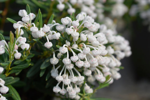 Lavendelheide 'Andromeda polifolia'