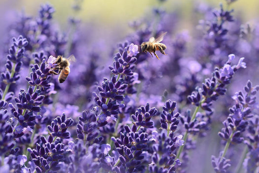 Alle Lavendel 'Lavandula' planten