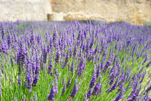 Borderpakketten met o.a. Lavendel - Lavandula