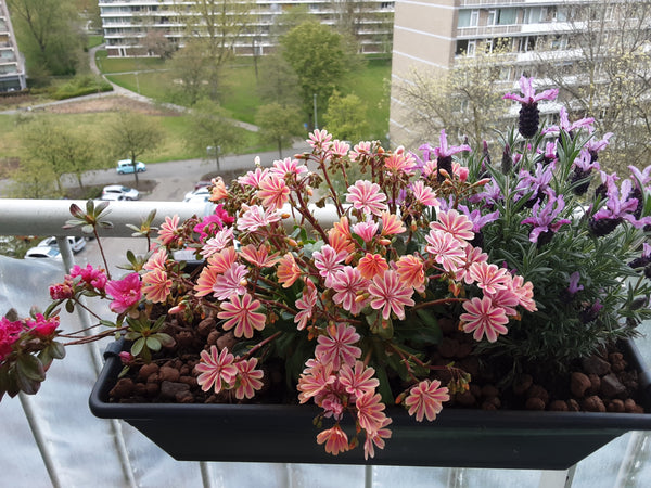 Bitterkruid 'Lewisia'