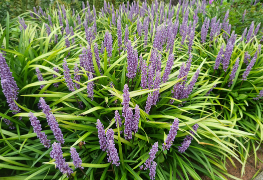 Leliegras 'Liriope'