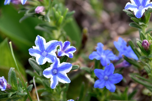 Alle Steenzaad 'Lithodora' planten