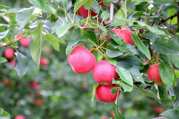 Appelbomen 'Malus'