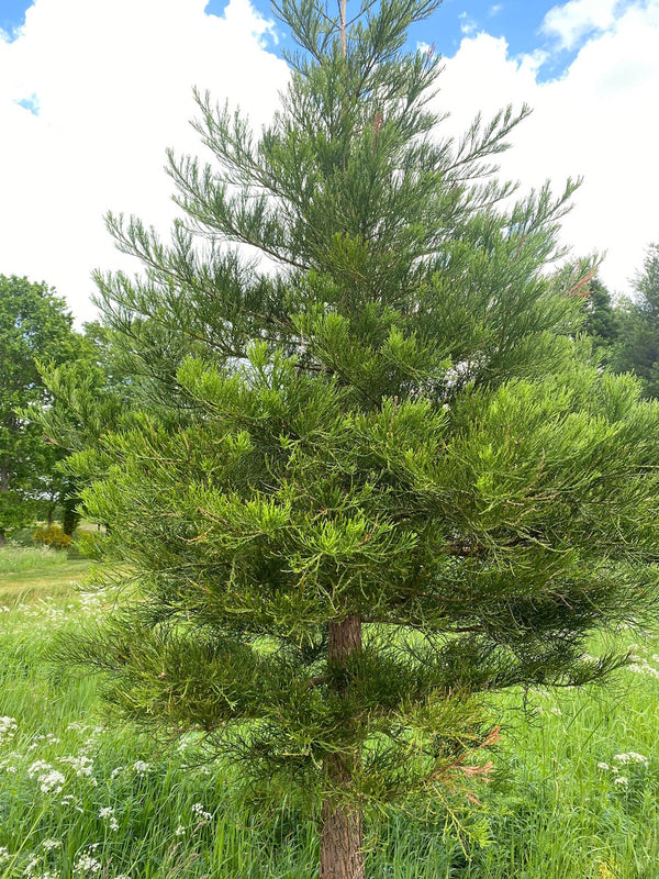 Mammoetboom 'Sequoiadendron'