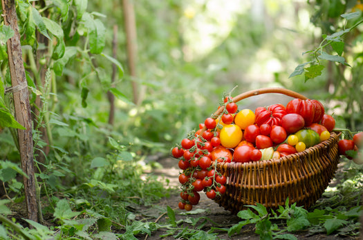 Tomatenplanten