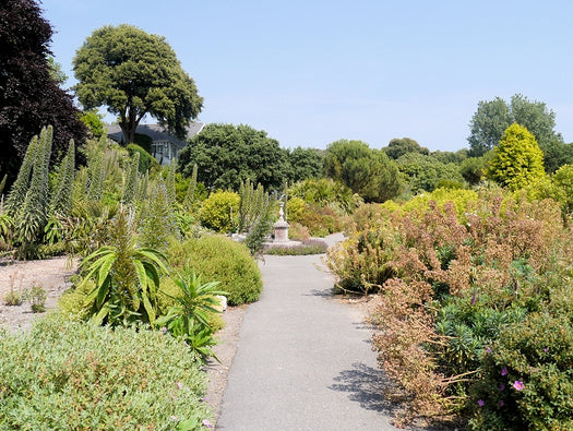 Mediterrane tuin