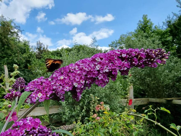 Vlinderstruik 'Buddleja' informatie