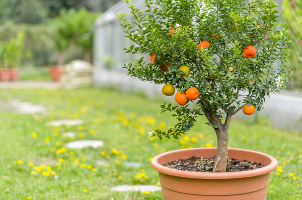 Minifruitbomen