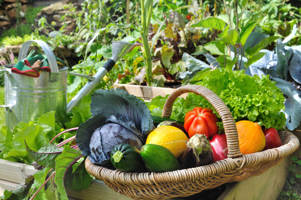 Alle Groenten struiken en planten