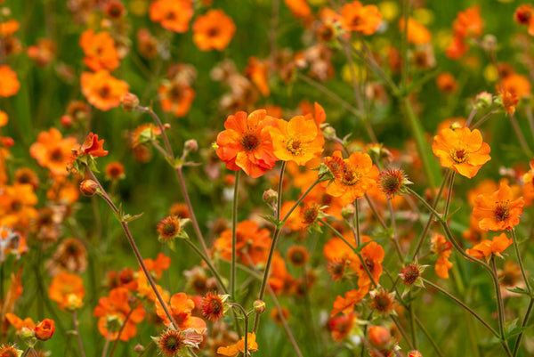 Alle Nagelkruid 'Geum' planten