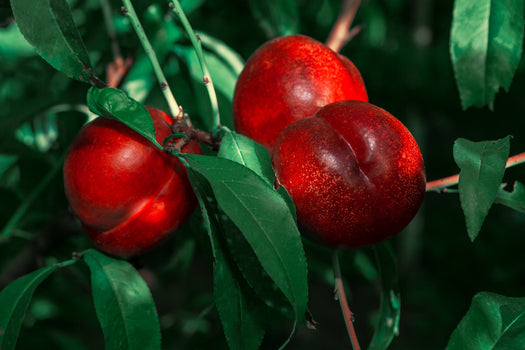 Nectarinebomen 'Prunus persica nucipersica'