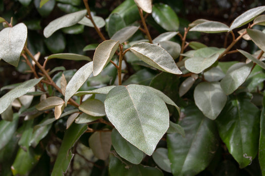 Olijfwilghaag 'Elaeagnus Ebbingei'