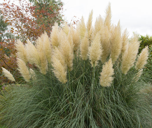 Pampasgras 'Cortaderia'