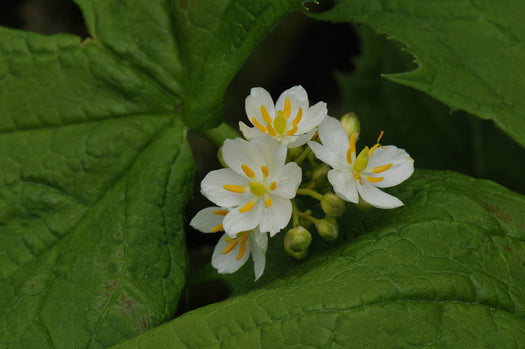 Diphylleia 'Diphylleia'