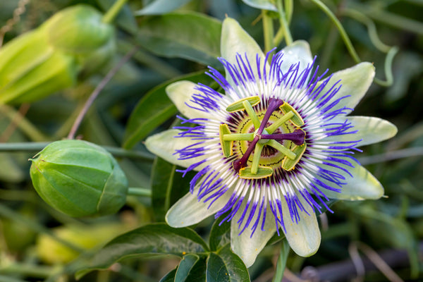 Passiebloem 'Passiflora'