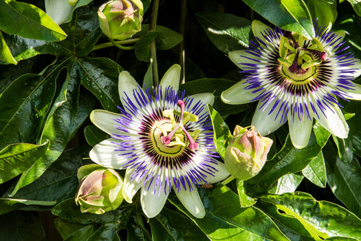 Passiebloem 'Passiflora' soorten