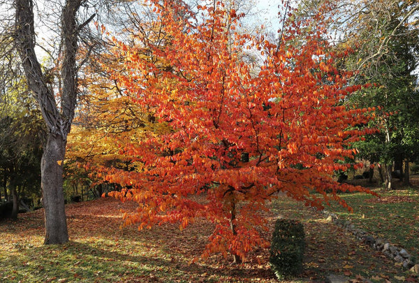 Perzisch ijzerhout - Parrotia persica