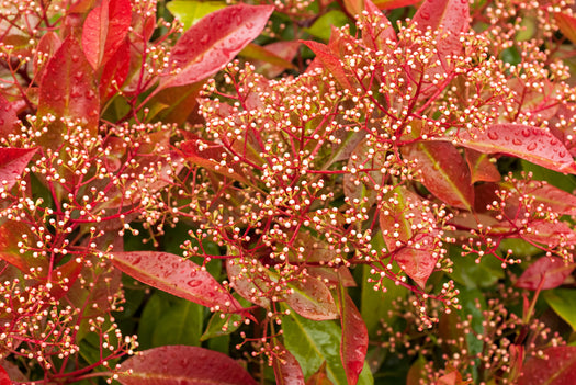 Sruiken en bomen met decoratief rood blad