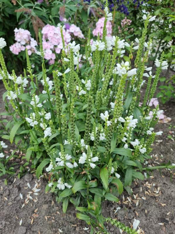 Scharnierbloem 'Physostegia'