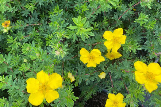 Ganzerik 'Potentilla'