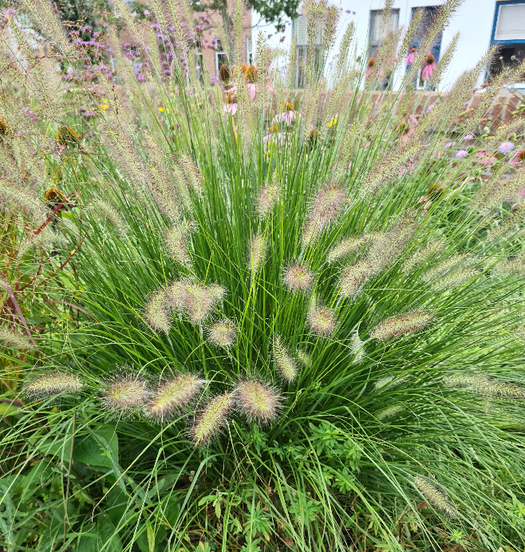 Lampenpoetsergras 'Pennisetum'