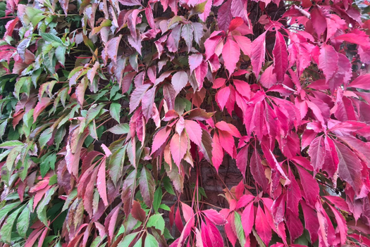 Wingerd 'Parthenocissus' soorten