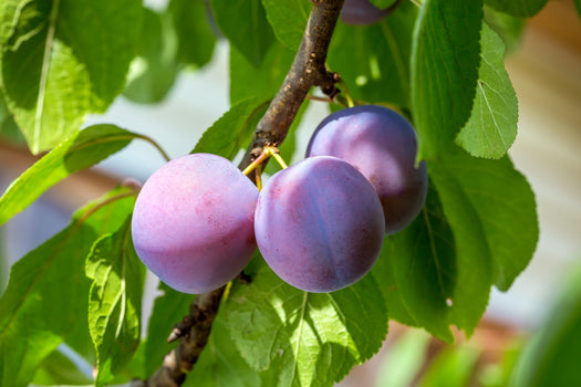 Pruimenbomen 'Prunus domestica'