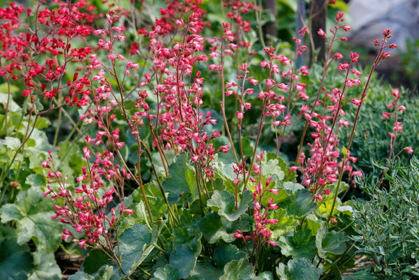 Alle Purperklokje 'Heuchera' planten