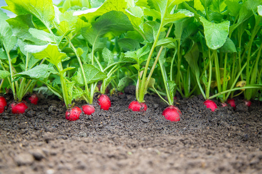 Populaire makkelijke moestuinplanten