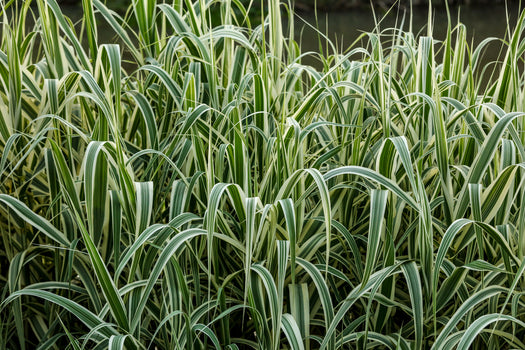 Reuzenriet 'Arundo'