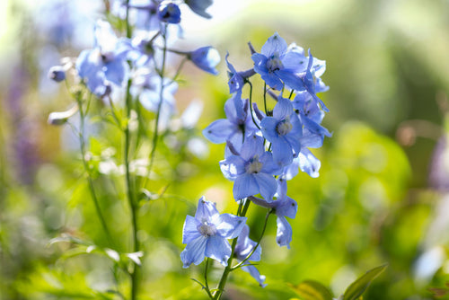 Alle Ridderspoor 'Delphinium'