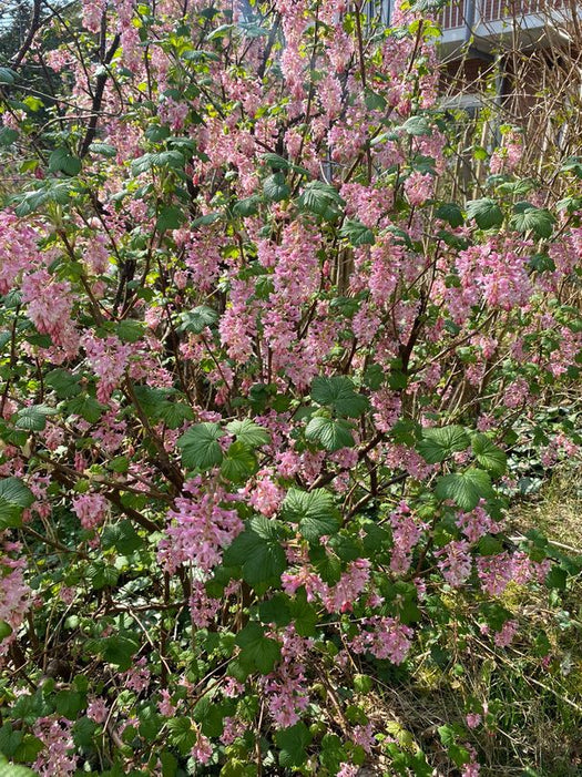 Haagplanten voor kleigrond