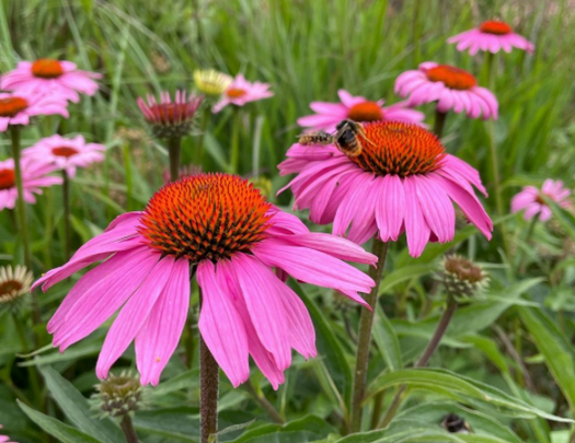 Populaire vaste planten zon