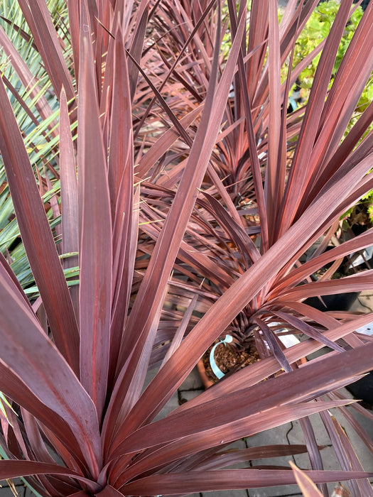 Koolpalm 'Cordyline'