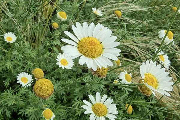 Kamille 'Matricaria'