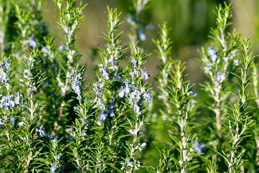 Rozemarijn 'Rosmarinus'