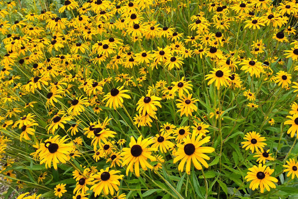 Rudbeckia 'Rudbeckia'