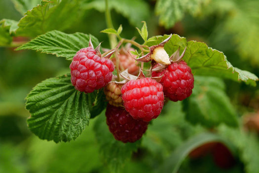 Frambozenstruiken 'Rubus idaeus'