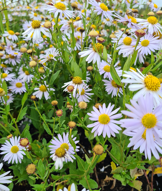 Alle Zomerasters 'Kalimeris'