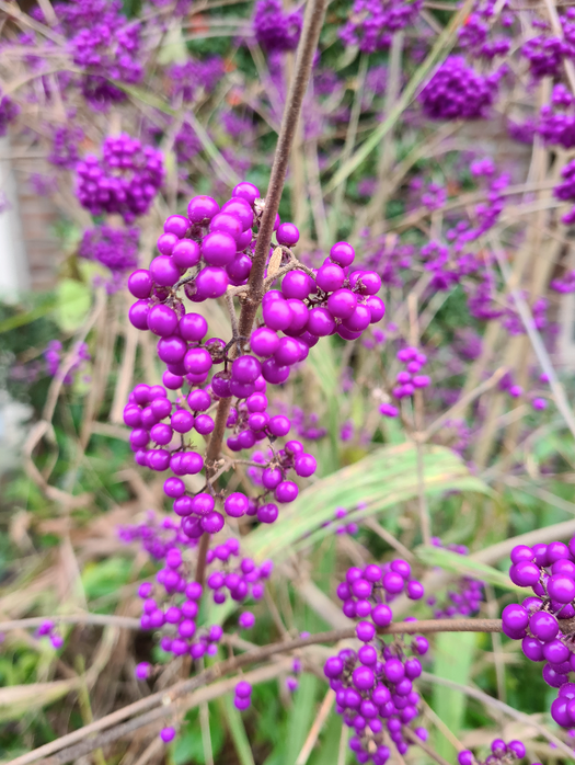 Schoonvrucht - Callicarpa