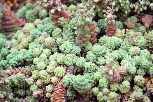 Dik vetkruid Sedum