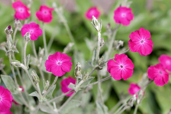 Alle Hemelroosje 'Silene' planten