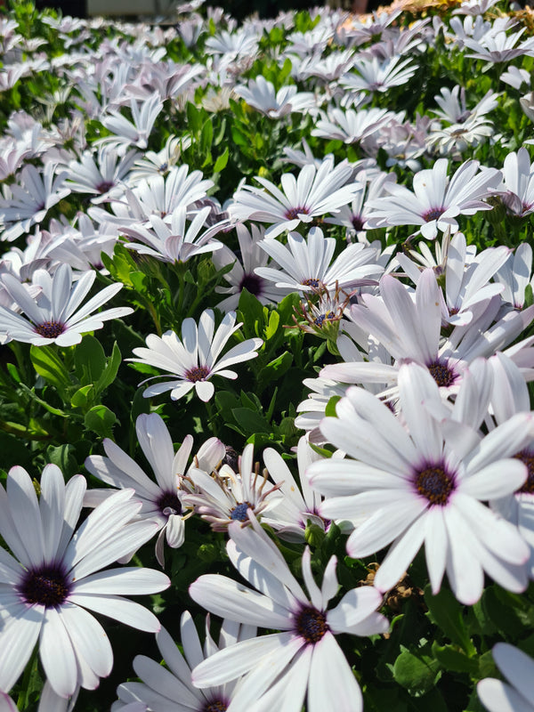 Spaanse margriet 'Osteospermum'