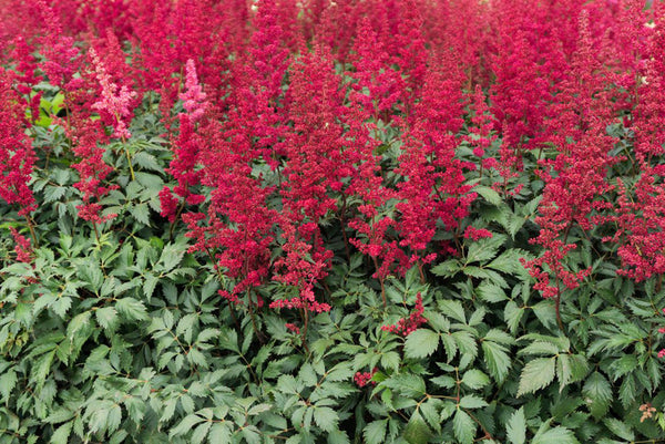 Alle Spierstruik 'Spirea' of 'Astilbe' planten