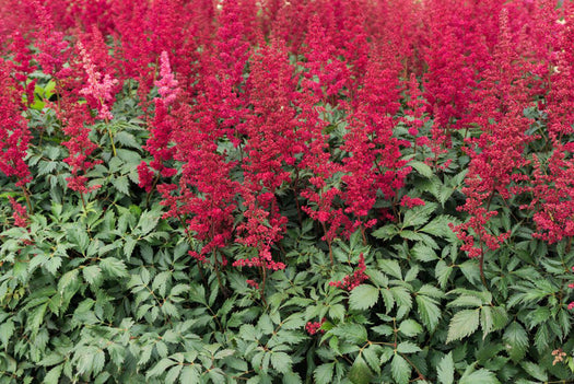 Spierstruik 'Spirea' of 'Astilbe'