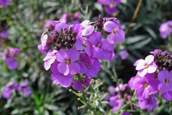 Steenraket 'Erysimum'