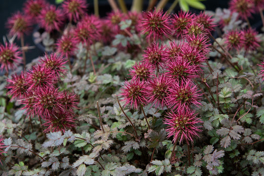 Stekelnootje 'Acaena'