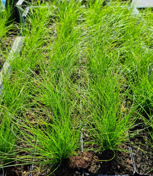 Borderpakketten met o.a. Vedergras Stipa