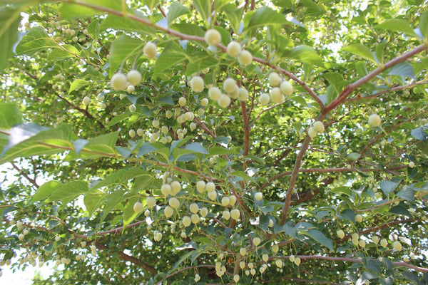 Japanse storaxboom - Styrax Japonicus